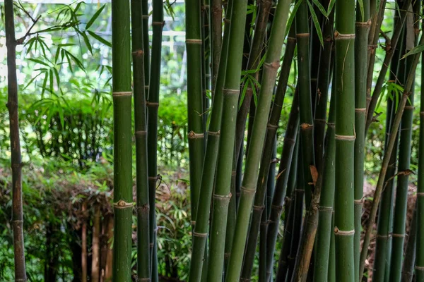 Fundo de textura de bambu verde — Fotografia de Stock