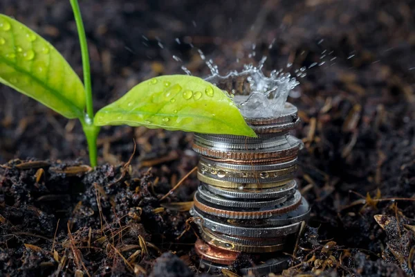 Χρηματοδότηση επιχειρήσεων. Εξοικονομήστε χρήματα για επενδύσεις έννοια φυτό growin — Φωτογραφία Αρχείου
