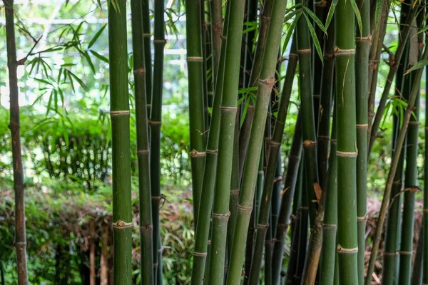 Fundo de textura de bambu verde — Fotografia de Stock