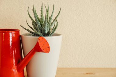 Ahşap masa üzerinde kapalı bitki