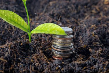 işletme finansı. yatırım kavramı bitki büyüyen para ödemekten kurtulun