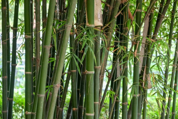 緑竹の質感の背景 — ストック写真