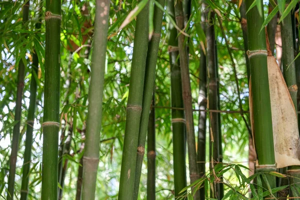 Zelené bambusové textury pozadí — Stock fotografie
