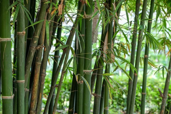 Зеленый бамбуковый фон текстуры — стоковое фото