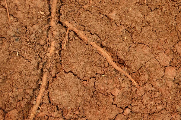 Peat soil texture background — Stock Photo, Image