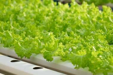 Organik hydroponic sebze çiftliği 