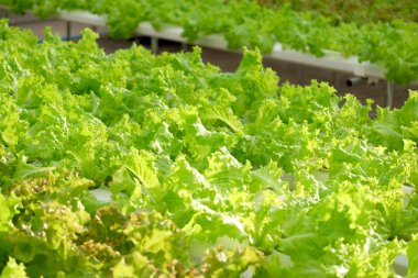 Organik hydroponic sebze çiftliği 