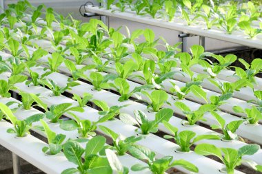 Organik hydroponic sebze çiftliği 