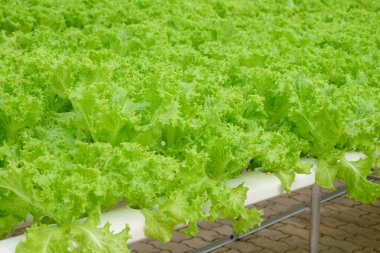 Organik hydroponic sebze çiftliği 