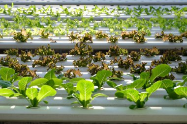 Organik hydroponic sebze çiftliği 