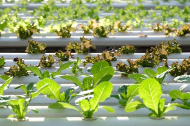 Organik hydroponic sebze çiftliği 