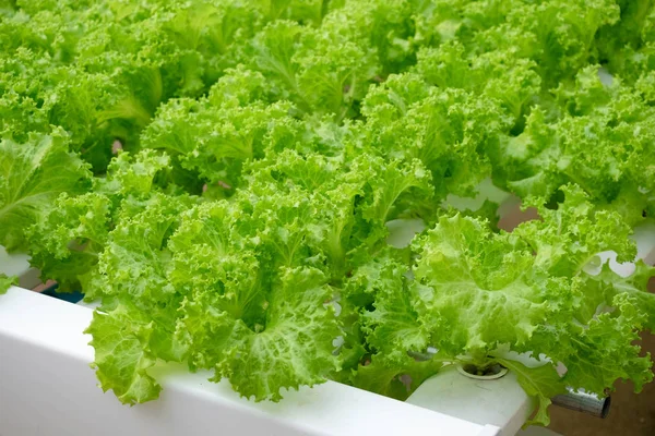 Organic hydroponic vegetable farm — Stock Photo, Image