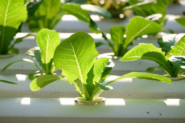 Organic hydroponic vegetable farm 