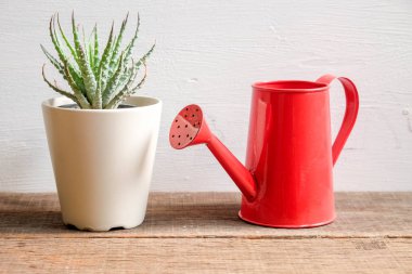 Ahşap masa üzerinde kapalı bitki