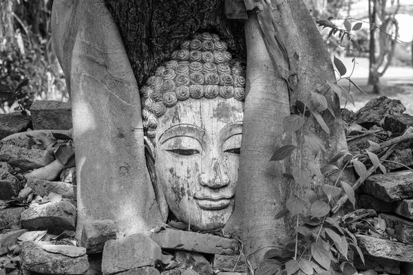 Buddha head in root tree — Stock Photo, Image