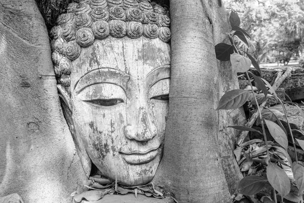 Głowa Buddy w katalogu głównego drzewa — Zdjęcie stockowe