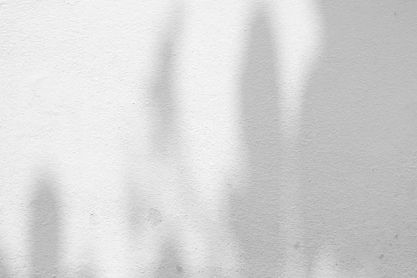 Beyaz bir beton duvar yapraklarda arka plan gölgesi — Stok fotoğraf