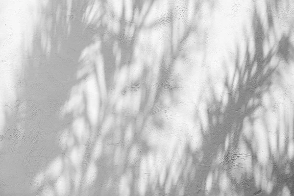 Background shadow of the leaves on a white concrete wall — Stock Photo, Image