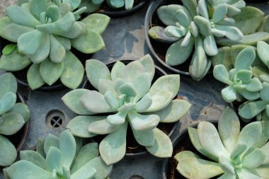 Doğal arka plan Kaktüs sulu bitkisi