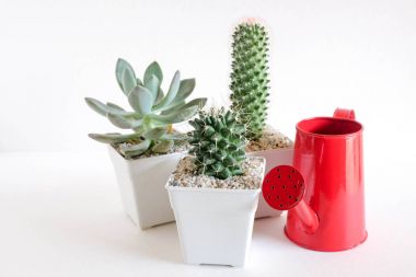 succulents ya da kaktüs rafındaki beyaz arka plan üzerinde beton tencere
