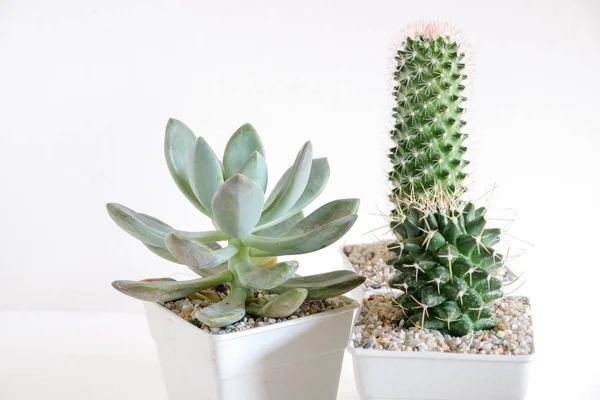 Suculentas o cactus en macetas de hormigón sobre fondo blanco en el estante — Foto de Stock