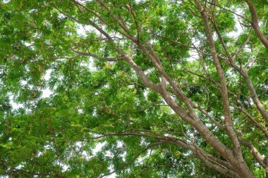 Gölge Bahçe ağaçları