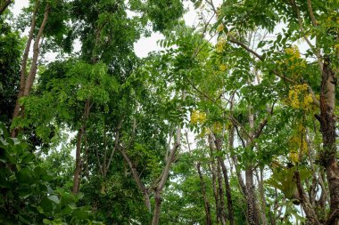 Gölge Bahçe ağaçları