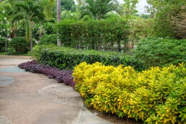 Gölge Bahçe ağaçları