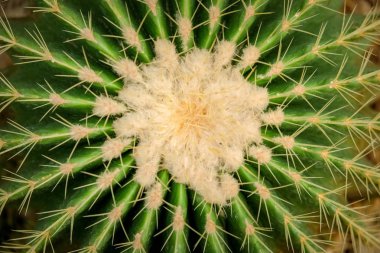 Doğal arka plan Kaktüs sulu bitkisi