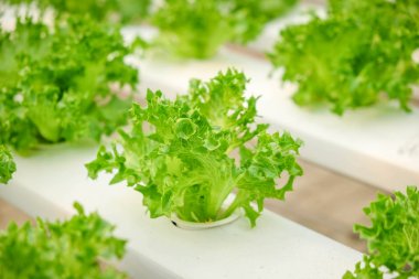 Organik hydroponic sebze çiftliği