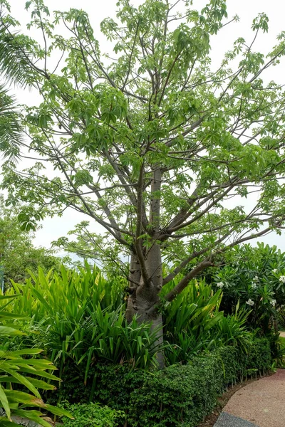 Grenarna i trädet Baobab — Stockfoto