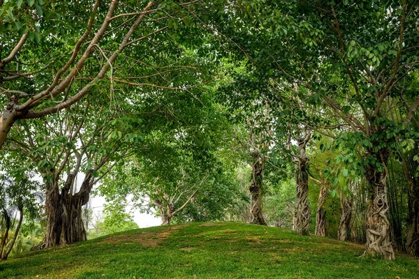 Árvores no jardim sombra — Fotografia de Stock