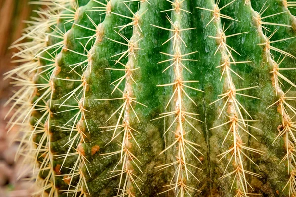 Fondo natural Cactus planta suculenta — Foto de Stock