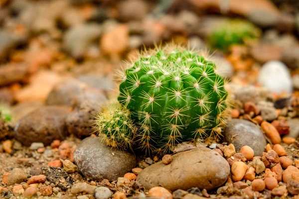 Cactus in the greenhouse — Stock Photo, Image