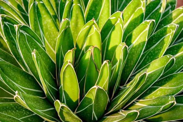 Natural background Cactus succulent plant — Stock Photo, Image