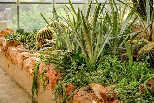 Cactus succulente installatie in het glazen huis — Stockfoto