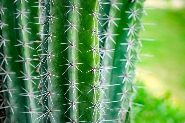 Fond naturel Cactus plante succulente — Photo