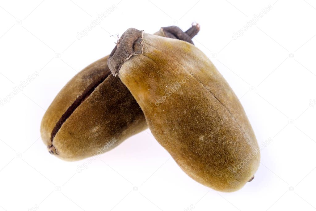 Baobab fruit on a white background