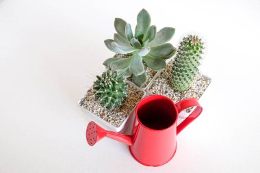 succulents ya da kaktüs rafındaki beyaz arka plan üzerinde beton tencere