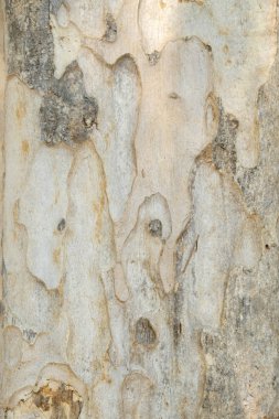 ağaç kabuğu dokusu arkaplanı