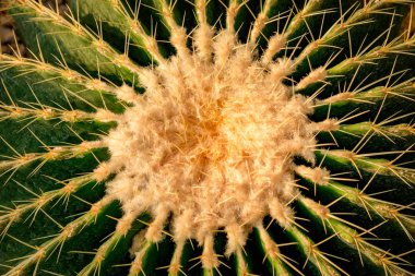 Doğal arka plan Kaktüs sulu bitkisi