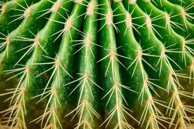 Doğal arka plan Kaktüs sulu bitkisi