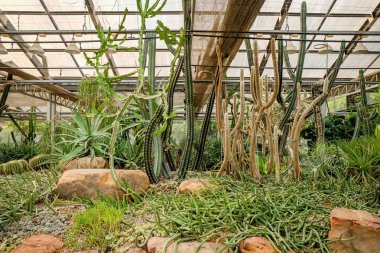 Kaktüs etli bitki cam evde