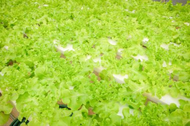 Organik hydroponic sebze çiftliği