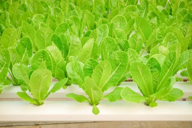Organik hydroponic sebze çiftliği