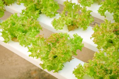 Organik hydroponic sebze çiftliği