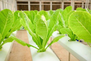 Organik hydroponic sebze çiftliği