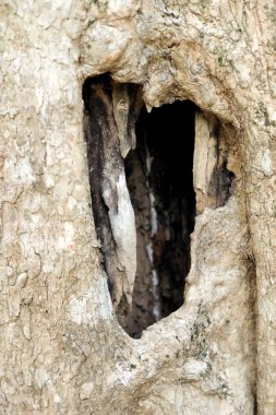 ağaç kabuğu dokusu arkaplanı