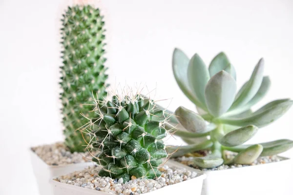 Succulents 또는 선반에 흰색 배경 위에 콘크리트 냄비에 선인장 — 스톡 사진