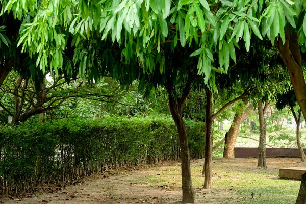 Bäume im schattigen Garten — Stockfoto